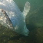 Elizabeth Wheless - @love_marinelife - Instagram
