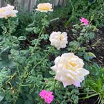 Gardener 🪴🌸Realtor🏠 ELIZABETH WICKER - @homegardeningdallas - Instagram