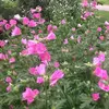 Elizabeth Winchell - @elizabethwinchell - TikTok