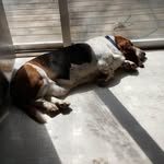 Elizabeth Winkel - @buddy_the_british_basset - Instagram