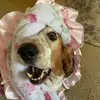 Elizabeth Winkel - @buddythebritishbassethou - TikTok