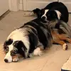 elizabethwolfrom6 - @badudsy_1 - TikTok