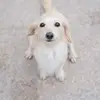 White Angel Kennel - @white_angel.kennel - TikTok