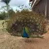 Elkin Vera - @elkin.vera6 - TikTok