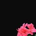 Ella Acevedo - Facebook