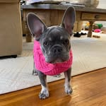 Eloise “Ella” Ackerman - @eloise_thefrenchie_ - Instagram