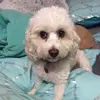 Ella_Adkins - @ellaadkins7 - TikTok