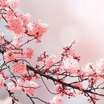 Ella Ali - Facebook