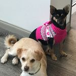 Ella&Baldwin - @ellabaldwinpups - Instagram