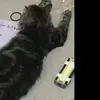 Ella Barron - @ellaellabarron - TikTok
