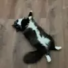 ellabelcher4 - @ellabelcher4 - TikTok
