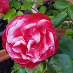 Ella Beyer - @ella.beyer.792 - Instagram