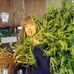 Ellamae Boggs - Facebook