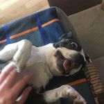 Ella - @ella_bosten_terrier - Instagram