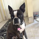 Ella • Boston Terrier • - @ella_bostonterrier_ - Instagram