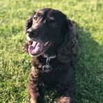 ella - @ella_the_adventuring_boykin - Instagram