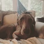 Ellie Mae Boykin - @weimaraner_elliemae - Instagram