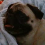 Ella brannon - @elladoggo987 - Instagram