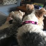 Ellie Brisson - @foxydoggos - Instagram
