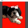 Ellie brittain - @billytheagilitypro - TikTok