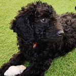 Ella Broderick - @clovercurls - Instagram