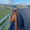 Ella Brownlee - @ella.brownlee4 - TikTok