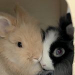 Ella & Bunny - @ella__bunny - Instagram
