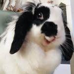 Pierniczki - @bunny_queens_margolcia_bella - Instagram