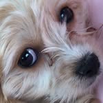 peanut + bella 💕 - @peanutbutternbellatime - Instagram