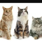 EllaCat5859 - @ellabyler3cat - Instagram