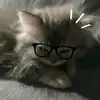elalalalalalaaaa - @ellacainee - TikTok