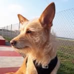 Ella Canine - Facebook