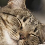 Ella Callaway - @kitten_lover_peace - Instagram