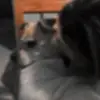 Ella - @ella_capps - TikTok