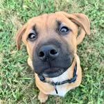 Ella Cookie Cassell - @ella_sheprador - Instagram
