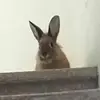 Ella_Castillo_ - @ella_castillo_ - TikTok