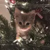 ᰔ ℰ𝓁𝓁𝒶 𝒞𝒶𝓉ℯ ᰔ - @ech.21_ - TikTok