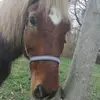 Elea .cavalière 2.0 - @elea.cavaliere - TikTok