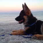 Ella Cavaliere - @german_shepherd_quotes - Instagram