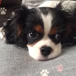 ellie cavaliere - @ellie_cavaliere - Instagram