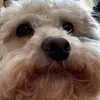 ella.chai. - @ella.chai.2 - TikTok