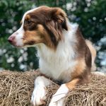 Ella Chastain - @adventures_of_ella_theaussie - Instagram