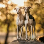 Bella & Cherry | ANGELLO BELLO whippet kennel - @bella.cherry.whippetgirls - Instagram