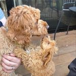 Chester & Ella - @chester.and.ella - Instagram
