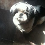 Ella Ching Chang Chong - @its_ellathedog - Instagram