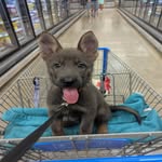 Cinder-Ella in Texas - @cinder_ella_in_tx - Instagram