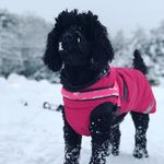 Ella Cobberdog 🐶 - @ella_cobberdog - Instagram