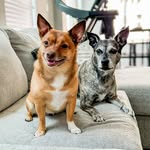 Bella + Coco - @lifewithbellaandcoco - Instagram