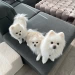 Bella + Coco + Tinky | Poms - @bella.coco.tinky - Instagram