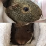 Bella+coco - @bellacoco6034 - Instagram